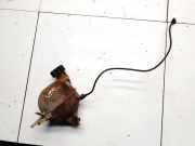 Ausgleichsbehälter Citroen C2, I 2003.09 - 2006.06 9639562580,