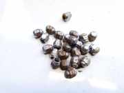 Radbolzen- Radmutter Subaru Legacy, BL, BP 2003.09 - 2009.12 Gebraucht,