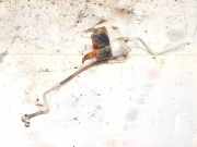 Trockner Klimaanlage Rover 25, 2001.06 - 2005.05 facelift jrj100720, w964029s r134a 00al568