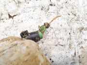 Waschwasserpumpe Scheibenreinigung Citroen Xsara, I 1997.04 - 2000.09 Gebraucht,