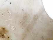 Scheibenwaschbehälter Vorne Wischwasserbehälter Peugeot 307, 2005.06 - 2008.06 9651114580, 9634371480