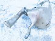 Scheibenwaschbehälter Vorne Wischwasserbehälter Mitsubishi Carisma, I 1995.07 - 2000.09 Gebraucht,