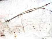 Seilzug Feststellbremse Opel Omega, B 1994.03 - 1999.09 Gebraucht,