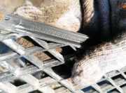 K?hlergrill - Vorne Center Peugeot Boxer, 2006.04 - 2014.06 Gebraucht,