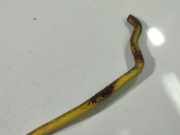 Stütze Motorhaube Citroen C4 Grand Picasso, I 2006.01 - 2013.06 Gebraucht,