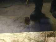 Waschwasserdüse Scheibenreinigung Toyota Corolla, 2001.11 - 2004.02 Gebraucht,