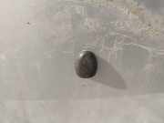 Waschwasserd?se Scheibenreinigung Citroen C4, I 2004.11 - 2008.06 Gebraucht,