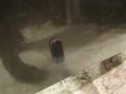 Waschwasserdüse Scheibenreinigung Volkswagen Golf, III 1993.07 - 1999.04 Gebraucht, ABS