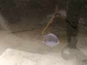 Waschwasserdüse Scheibenreinigung SAAB 9-5, 1997.09 - 2005.11 Gebraucht,