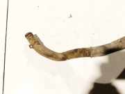 Kühlerschlauch Renault Kangoo, 2008.02 - 2020 Gebraucht,