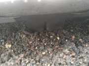 Heckklappe Heckklappenschloss Kofferraumschloss Nissan Primera, P12 2002.01 - 2008.12 Gebraucht,