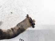 Rohrleitung AGR-Ventil Land-Rover Freelander, 1998.02 - 2006.10 Gebraucht,