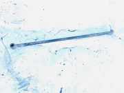 Stabilisator Stabi Hinten Hinterachse Kia Sorento, I 2002.01 - 2009.06 Gebraucht,