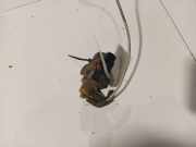 Druckwandler Abgassteuerung Opel Zafira, B 2005.07 - 2008.01 55563534,55563534