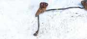 Stabilisator Vorne Kia Rio, 2000.09 - 2005.02 Gebraucht,