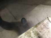 Waschwasserdüse Scheibenreinigung Volvo S60, 2000.01 - 2005.01 Gebraucht ,