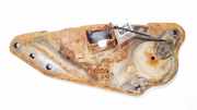 Federteller Citroen C4 Grand Picasso, I 2006.01 - 2013.06 Gebraucht,