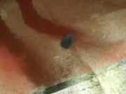 Waschwasserd?se Scheibenreinigung Renault Megane, I 1995.11 - 1999.02 Gebraucht,