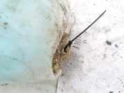 Scheibenwaschbehälter Vorne Wischwasserbehälter Renault Espace, II 1991.03 - 1996.12 6025102616,6025102615