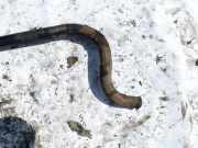 Stabilisator Vorne Volkswagen Phaeton, 2002.04 - 2006 Gebraucht, BMK