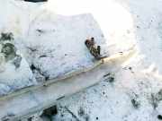 Sto?stangentr?ger hinten Audi A4, B5 1994.11 - 1999.09 Gebraucht,