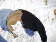 Radhausschale - Hinten Linke Toyota Corolla Verso, III 2004.05 - 2007 Gebraucht,