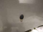 Waschwasserdüse Scheibenreinigung Renault Scenic, I 1999.09 - 2003.06 facelift Gebraucht,