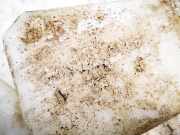 Scheibenwaschbehälter Vorne Wischwasserbehälter Volkswagen Polo, IV 2005.04 - 2009.11 facelift 6q0955453n, BTS