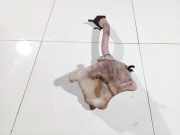 Scheibenwaschbeh?lter Vorne Wischwasserbeh?lter Citroen C4 Grand Picasso, I 2006.01 - 2013.06 9681875180,9681860980