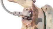 Sensor für ABS - Vorne Rechts Renault Laguna, III 2007.10 - 2010.11 Gebraucht,