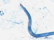 Stabilisator Vorne Citroen C4, I 2004.11 - 2008.06 Gebraucht,