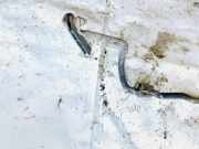 Stabilisator Vorne Opel Astra, H 2004.03 - 2009.12 Gebraucht,