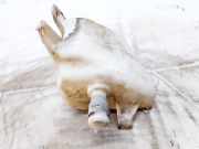 Scheibenwaschbeh?lter Vorne Wischwasserbeh?lter Nissan Almera Tino 2000.08 - 2003.09 Gebraucht,