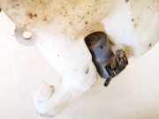 Waschwasserpumpe Scheibenreinigung Mitsubishi L200, 1996.10 - 2007.12 Gebraucht,