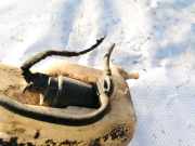 Waschwasserpumpe Scheibenreinigung Fiat Doblo, 2000.03 - 2005.10 E13021168,