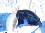 Radhausschale - Hinten Rechts Peugeot 207, 2006.02 - 2009.06 9680139880,