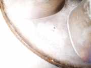 Radkappe Radzierblende Iveco Daily, 2006.01 - 2011.06 504141760,