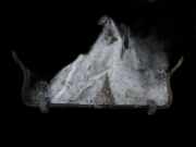 Stabilisator Vorne Citroen C5, II 2008.02 - 2011.01 Gebraucht,