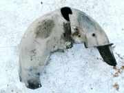 Radhausschale - Hinten Linke Audi A4, B7 2004.11 - 2008.06 Gebraucht,