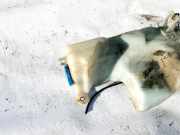 Scheibenwaschbehälter Vorne Wischwasserbehälter Audi 100, C4 1991.01 - 1994.06 4a0955453b,