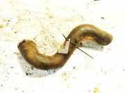 Schlauch für Luftversorgung Citroen C8, I 2002.07 - 2008.06 f15095,