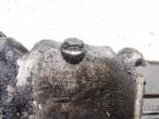 Ölwanne Opel Vectra, B 1995.09 - 2000.09 90400134,