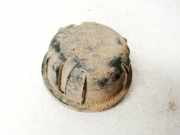 Blende Scheinwerfer - Vorne Skoda Octavia, I 2000.11 - 2004.02 facelift Gebraucht,