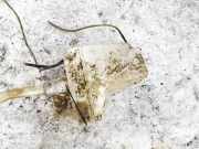 Scheibenwaschbehälter Vorne Wischwasserbehälter Toyota Corolla Verso, III 2004.05 - 2007 Gebraucht,