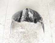 Radhausschale - Hinten Rechts Chrysler 300, I 1998.11 - 2004.12 Gebraucht,