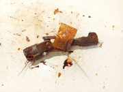 Lenksäule unten Kreuzgelenk Toyota Corolla Verso, III 2004.05 - 2007 Gebraucht,