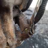 Impulsgeber Kurbelwelle Peugeot 407, 2004.05 - 2010.12 Gebraucht,