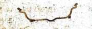 Stabilisator Vorne Toyota Yaris Verso, 1999.11 - 2005.09 Gebraucht,