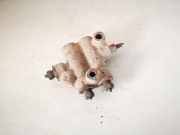 Bremskraftregler Toyota Avensis, I 2000.10 - 2003.02 facelift Gebraucht,