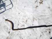 Stabilisator Vorne Mercedes-Benz Sprinter, I 1995.02 - 2006.05 Gebraucht,